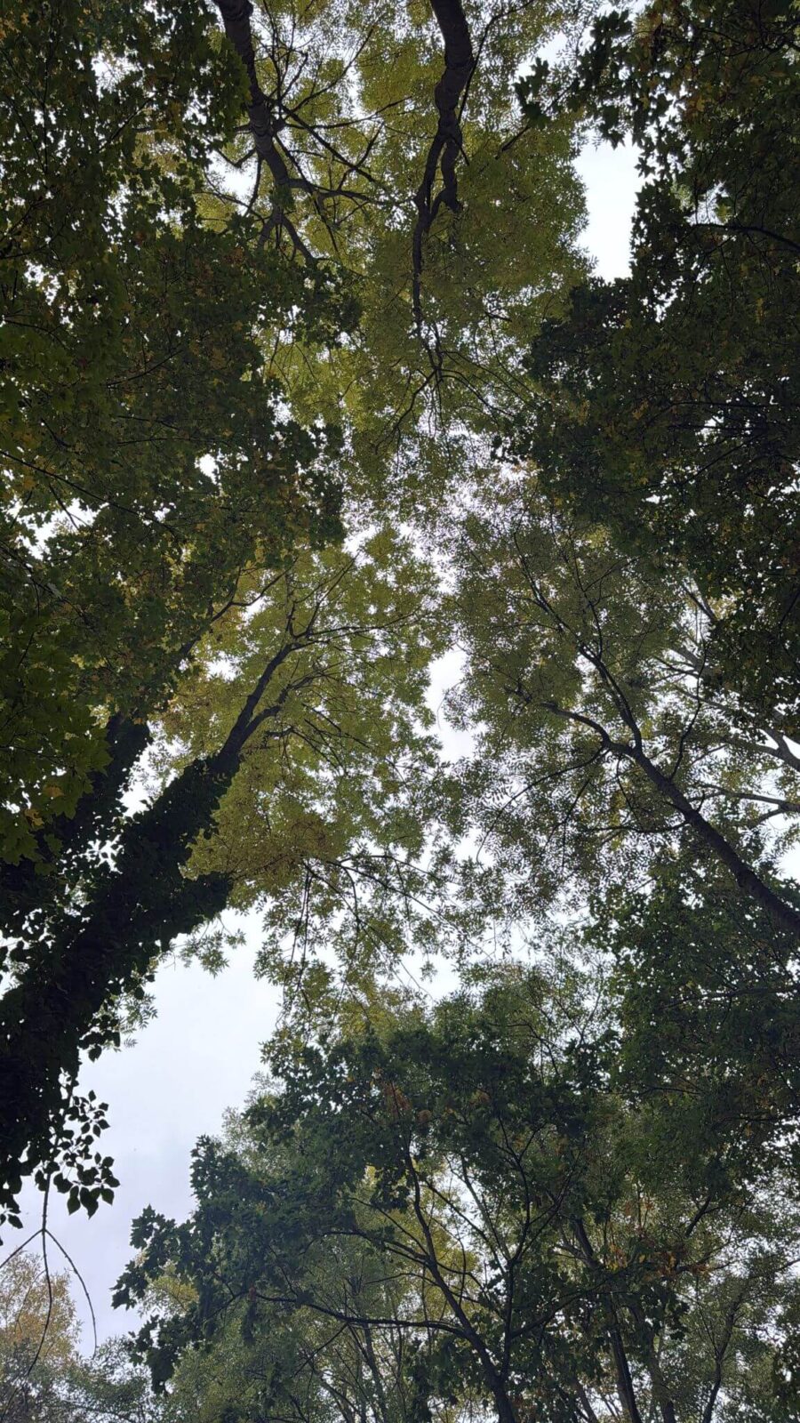  FORESTA NERA — COMING SOON