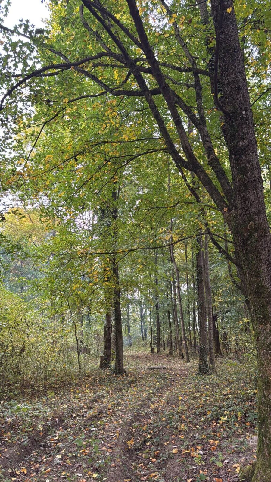  FORESTA VERDE — COMING SOON