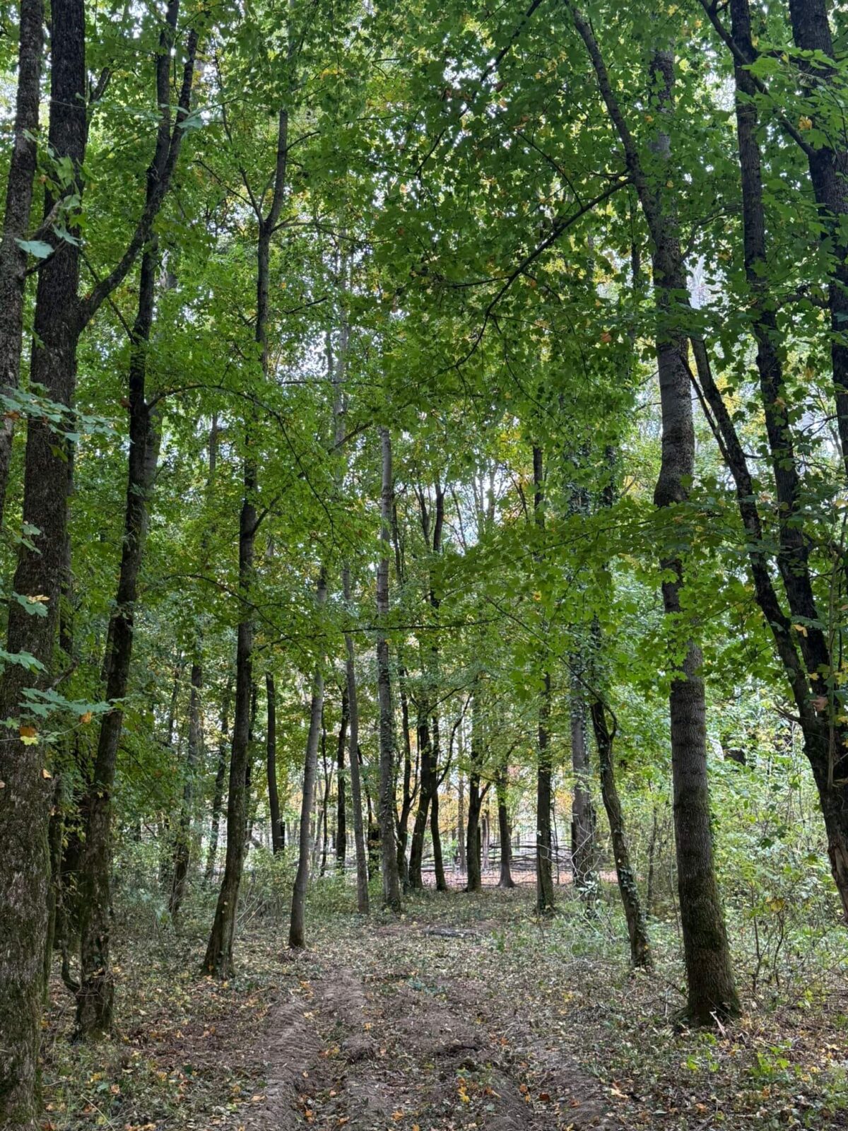 Naslovna - FORESTA WEDDINGS & EVENTS 